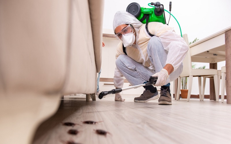 مكافحة الصراصير في حائل