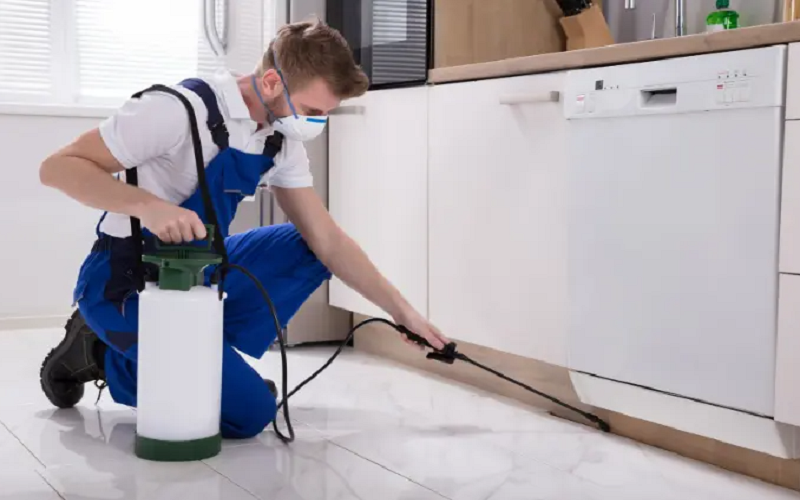 شركة الحنين كلين لمكافحة الحمام