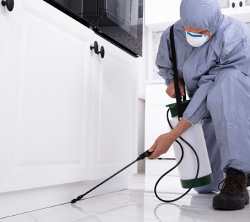 شركة مكافحة الصراصير