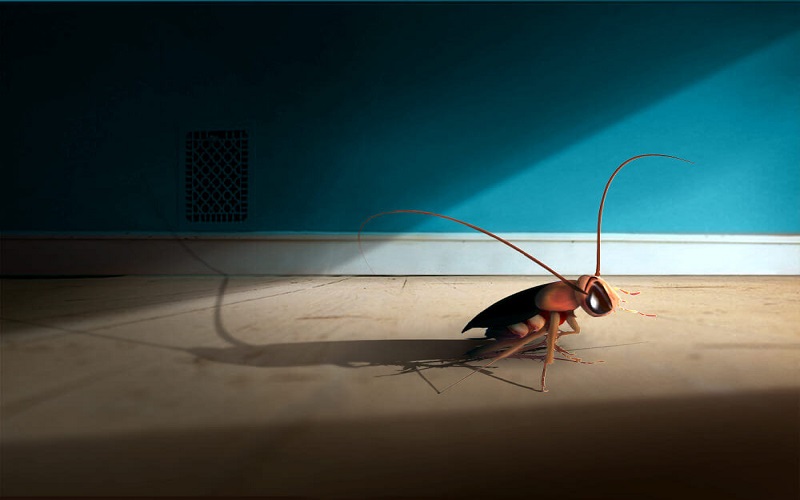 أحدث طرق مكافحة الصراصير