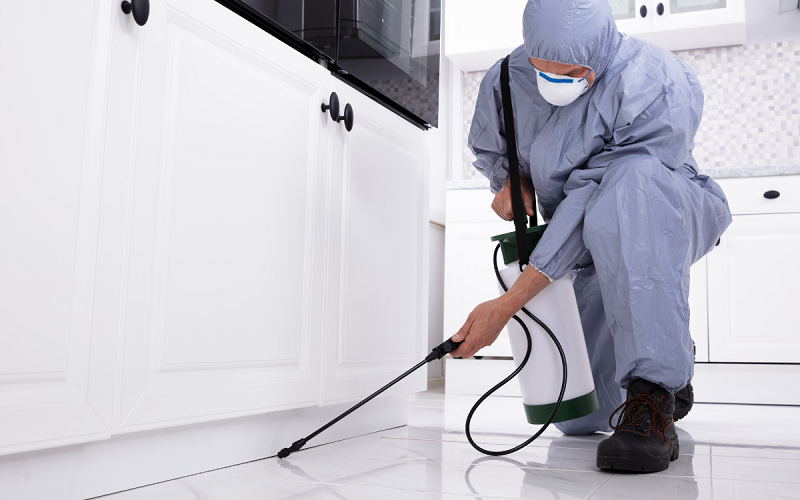 شركة مكافحة الصراصير