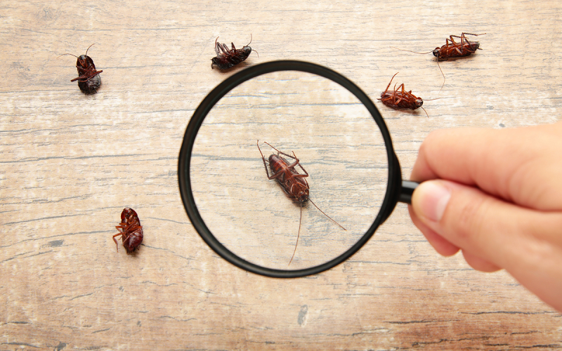 شركة مكافحة الصراصير في حائل