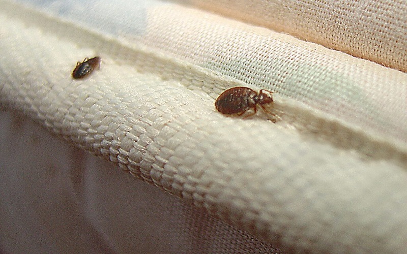 أرخص شركة مكافحة بق في حائل