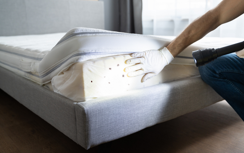 شركة مكافحة بق الفراش في حائل